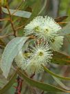 Eucalyptus incrassata