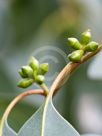 Eucalyptus kitsoniana