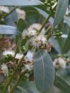 Eucalyptus kitsoniana