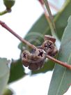 Eucalyptus kitsoniana