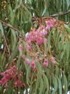 Eucalyptus leucoxylon megalocarpa