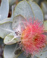 Eucalyptus macrocarpa