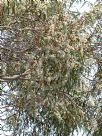 Eucalyptus mannifera mannifera