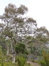 Eucalyptus mannifera mannifera