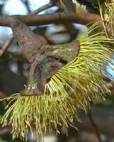 Eucalyptus megacornuta