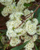 Eucalyptus microcarpa