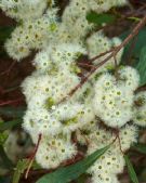 Eucalyptus microcarpa