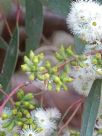 Eucalyptus microcarpa