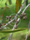 Eucalyptus multicaulis