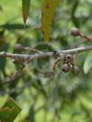 Eucalyptus multicaulis