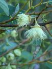 Eucalyptus pachyphylla