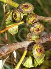 Eucalyptus pachyphylla