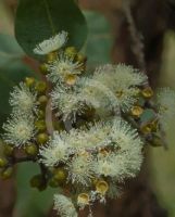 Corymbia peltata