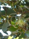 Eucalyptus platypus platypus