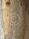 Eucalyptus propinqua