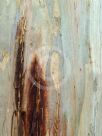 Eucalyptus scoparia