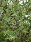 Eucalyptus shirleyi