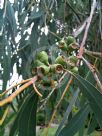 Eucalyptus tenuiramis