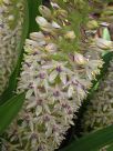 Eucomis comosa