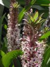 Eucomis comosa