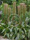 Eucomis comosa