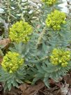 Euphorbia rigida