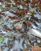 Fagus sylvatica Atropurpurea Group