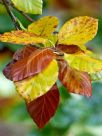 Fagus sylvatica