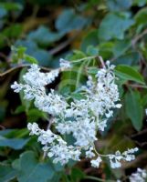 Fallopia baldschuanica