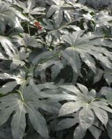 Fatsia japonica