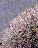 Ferocactus cylindraceus