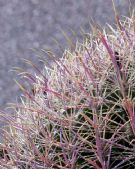 Ferocactus cylindraceus