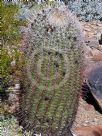 Ferocactus cylindraceus