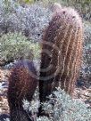 Ferocactus cylindraceus