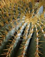 Ferocactus glaucescens