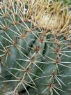 Ferocactus glaucescens