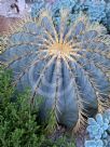 Ferocactus glaucescens