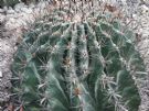 Ferocactus peninsulae Variegata