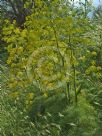 Ferula communis communis