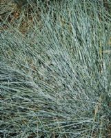 Festuca glauca Elijah Blue