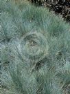 Festuca glauca Elijah Blue