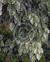 Ficus benjamina Variegata