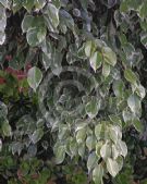 Ficus benjamina Variegata