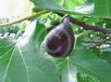 Ficus carica