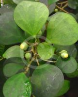 Ficus deltoidea