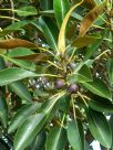 Ficus macrophylla macrophylla