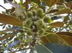 Ficus macrophylla macrophylla