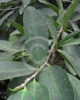 Ficus microcarpa