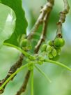 Ficus religiosa