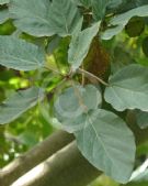 Ficus sycomorus